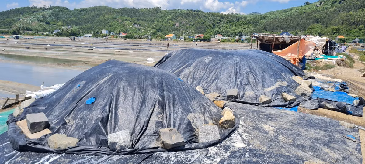 Hằng năm, Sa Huỳnh cung cấp cho thị trường từ 6.000 – 6.500 tấn muối.