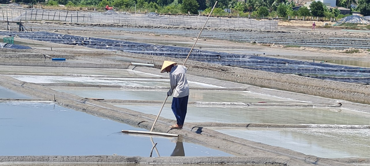 Từ tờ mờ sáng, diêm dân đã có mặt trên đồng để thực hiện quy trình làm muối. Dựa theo con nước thủy triều lên, họ dẫn nước từ kênh, mương vào ruộng.