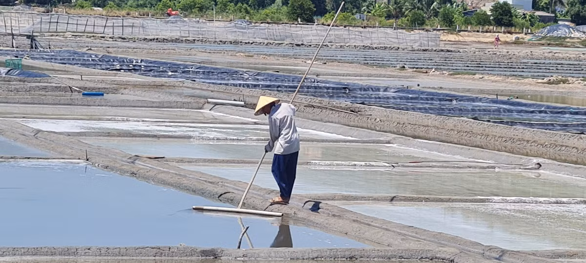 Từ tờ mờ sáng, diêm dân đã có mặt trên đồng để thực hiện quy trình làm muối. Dựa theo con nước thủy triều lên, họ dẫn nước từ kênh, mương vào ruộng.