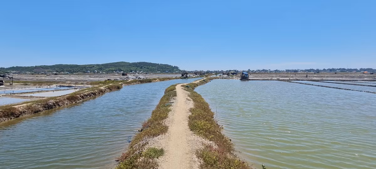 Tham canh dong muoi tung la diem ngam hoang hon dep nhat the gioi