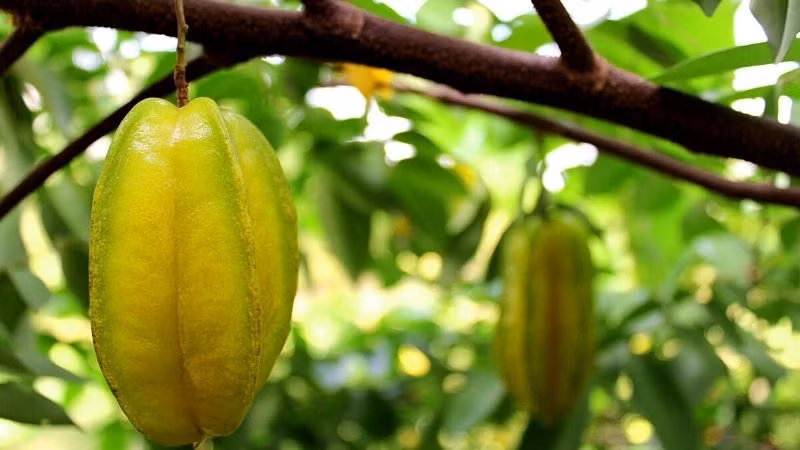 Món canh khế chua nấu với thịt bò thơm ngon, bổ dưỡng Mon canh khe chua nau voi thit bo thom ngon, bo duong