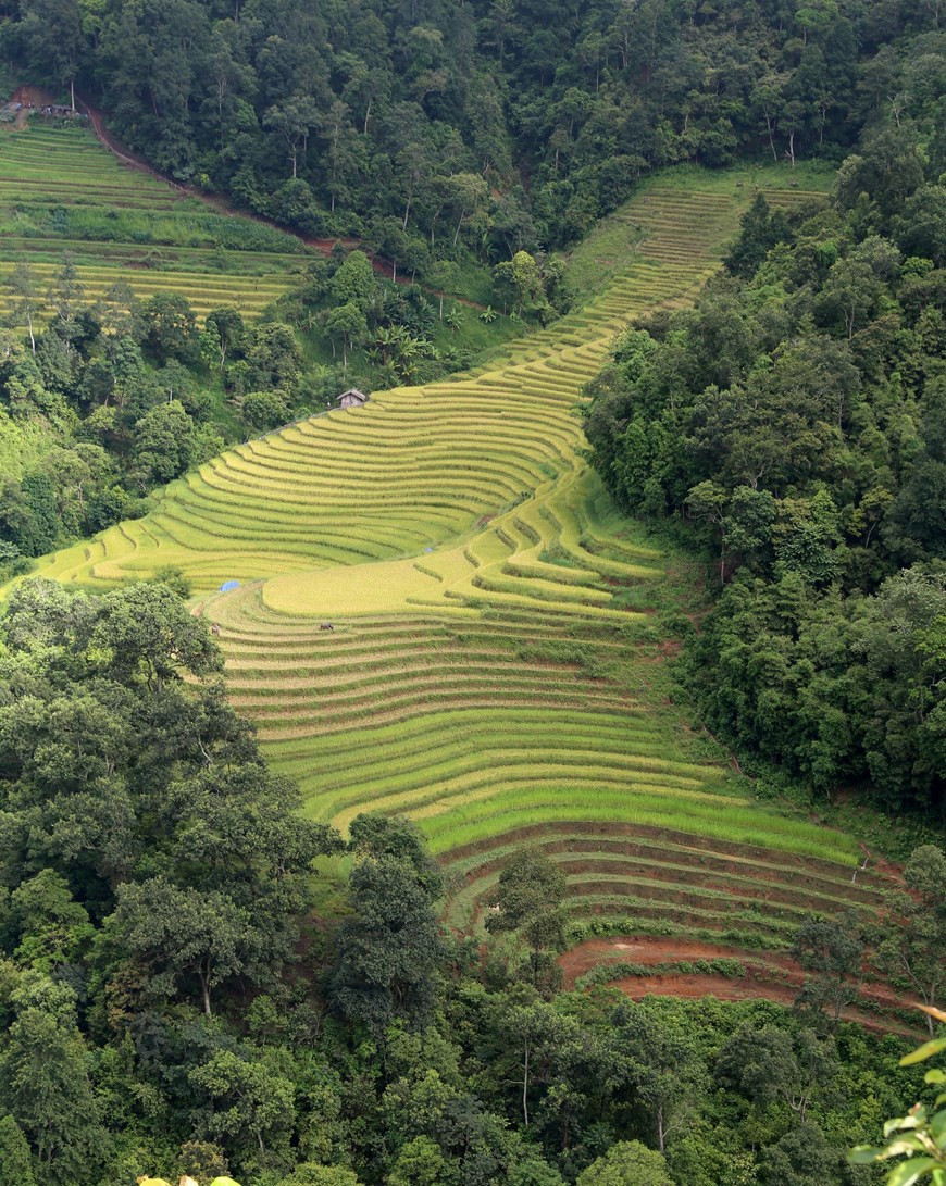 Bức tranh mùa lúa chín trên thung lũng Mường Hum nhìn từ trên cao.