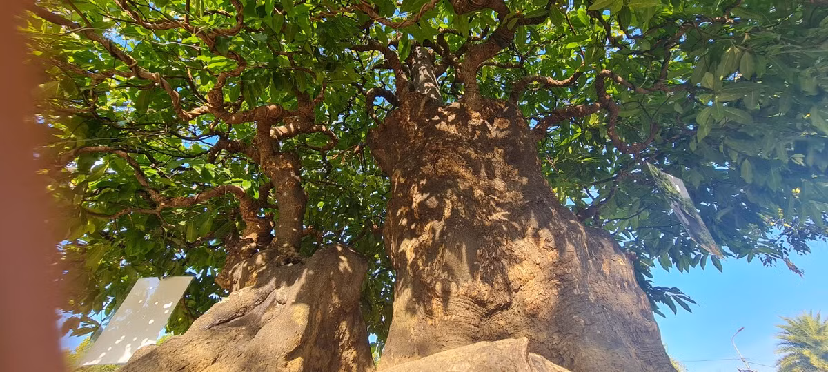 Các nhà vườn cho biết, những gốc thị cổ cho nhiều quả thường được nhiều đại gia quan tâm.