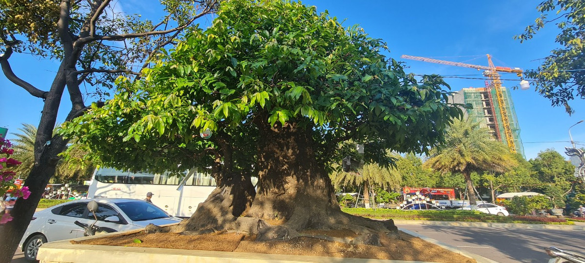 Tháng bảy âm lịch lại về mang theo hương thơm ngào ngạt của những quả thị chín vàng óng ả treo lúc lỉu trên vòm cao, gợi về một thời dấu yêu nhiều kỷ niệm bên những gốc thị già và những mùa thị chín.
