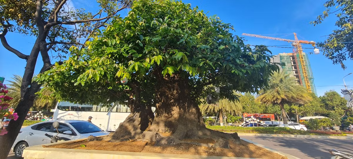 Tháng bảy âm lịch lại về mang theo hương thơm ngào ngạt của những quả thị chín vàng óng ả treo lúc lỉu trên vòm cao, gợi về một thời dấu yêu nhiều kỷ niệm bên những gốc thị già và những mùa thị chín.