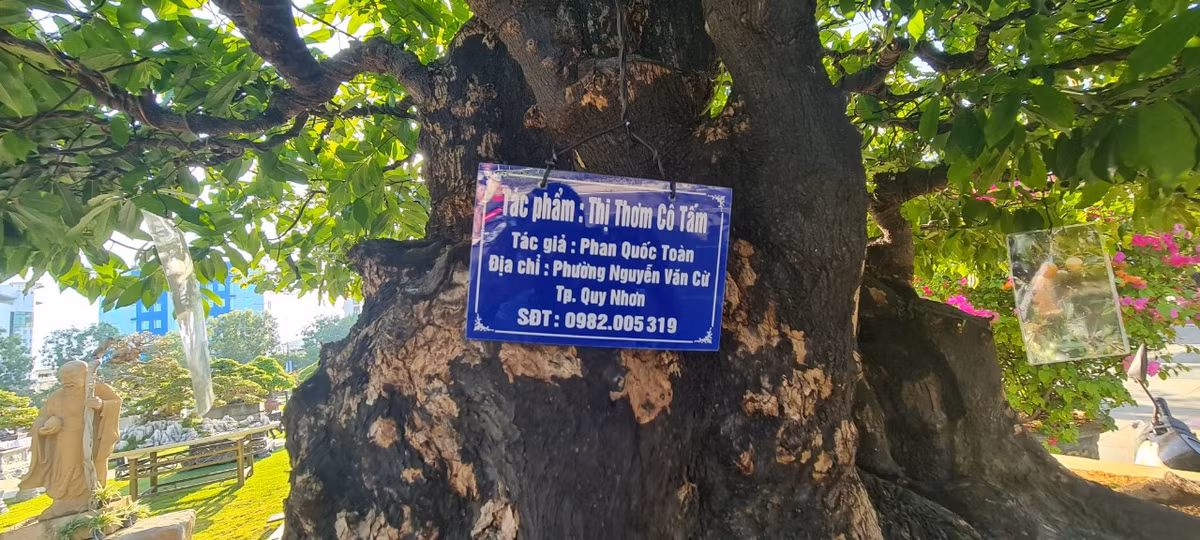 Cận cảnh gốc thị cổ thụ có tên Thị thơm cô Tấm được trưng bày tại Triển lãm và hội thi sinh vật cảnh khu vực miền Trung - Tây Nguyên mở rộng năm 2023.