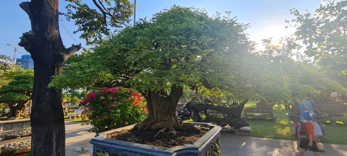 Những gốc me cổ cũng là loại bonsai được nhiều người săn lùng.