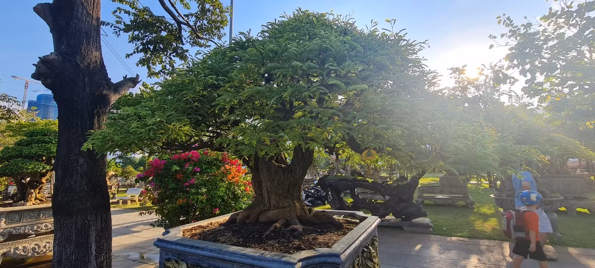Những gốc me cổ cũng là loại bonsai được nhiều người săn lùng.