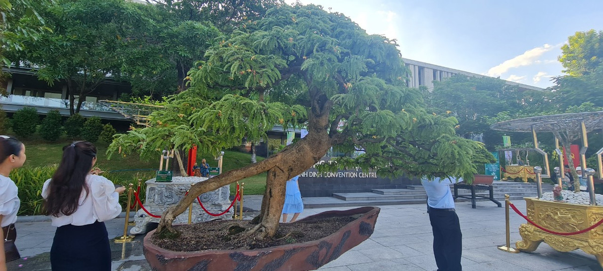 hiều người trầm trồ, xuýt xoa trước dáng thế độc lạ có 1-0-2 của gốc me tại triển lãm.