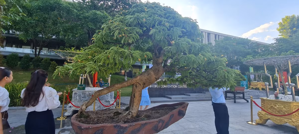 Nhiều người trầm trồ, xuýt xoa trước dáng thế độc lạ có 1-0-2 của gốc me tại triển lãm.