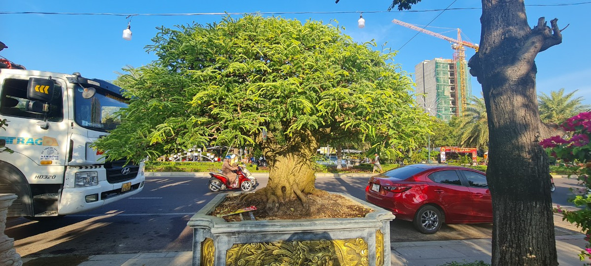 Một nhà vườn cho biết, để cây me bonsai có giá trị cao thì cây phải có trái. Muốn làm me bonsai có trái phải trồng mất ít nhất vài năm. Vì vậy, những gốc me cổ luôn được trả giá ở mức "không tưởng".