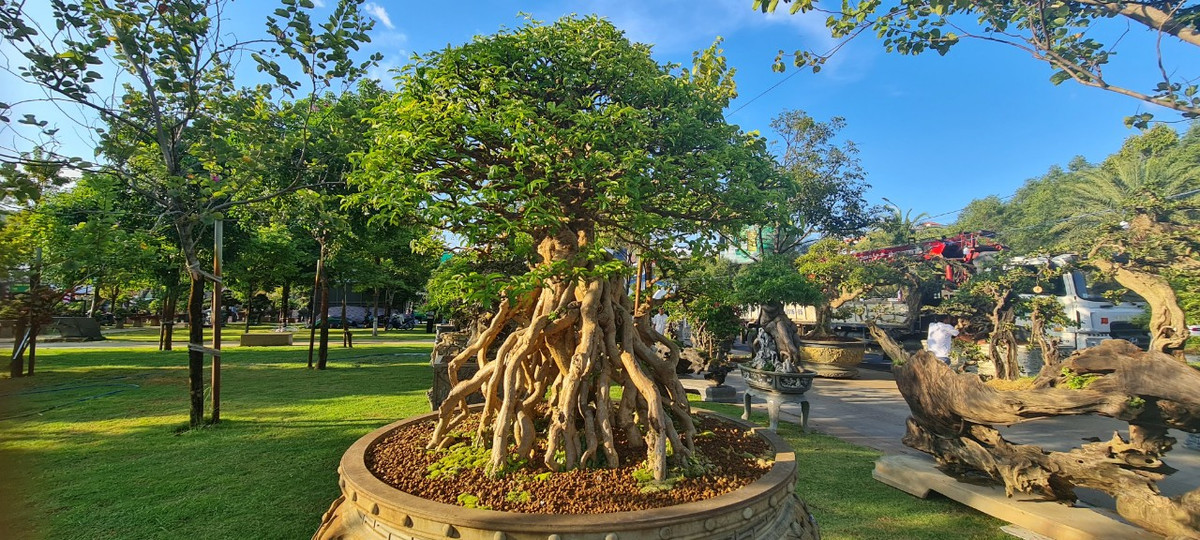 Si có rễ phụ mọc ra từ thân và cành. Các rễ phụ này phát triển rất dài theo thời gian đâm xuống đất với mục đích hút nước và chất dinh dưỡng trong đất để nuôi cây. Sau khi đâm xuống đất các rễ phụ này càng to, mập, xù xì nhìn như những thân cây nhỏ.