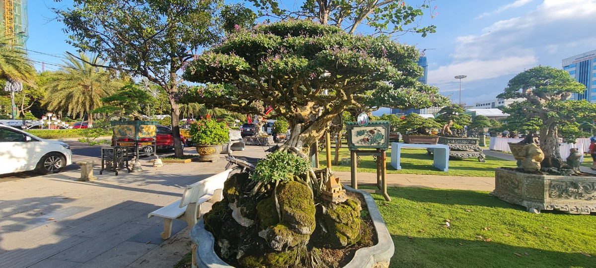 Ngày nay, cây linh sam được rất nhiều các nghệ nhân chơi cây cảnh ưa chuộng, bởi vẻ đẹp mộc mạc, nhưng không kém phần sang trọng, huyền bí ở màu sắc và hương thơm của hoa.