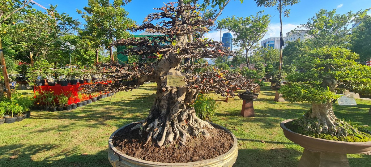 Sộp là một trong những loại cây sống lâu năm, thuộc hàng quý phái, sang trọng và biểu tượng của sự trường thọ.