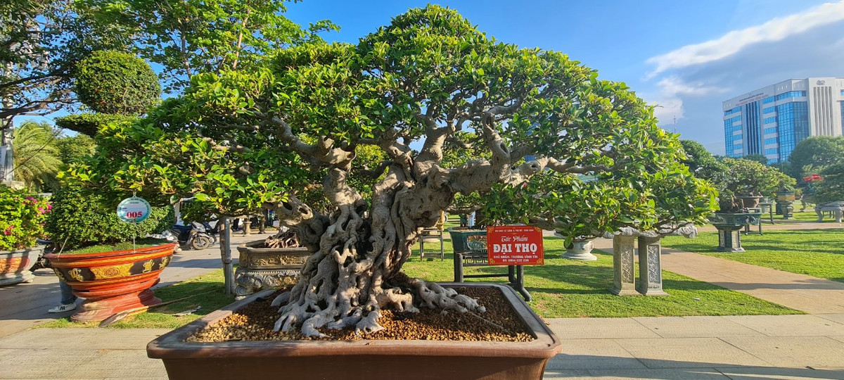  Cây si là loại cây thân gỗ, có thể sống hàng trăm năm.