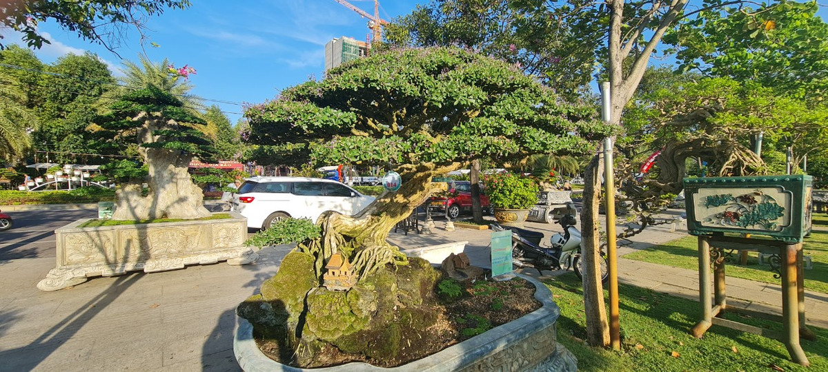 Trong phong thủy, cây linh sam được xem là mang lại sự may mắn, sức khỏe, tiền tài và sự phú quý trong cuộc sống và công việc.