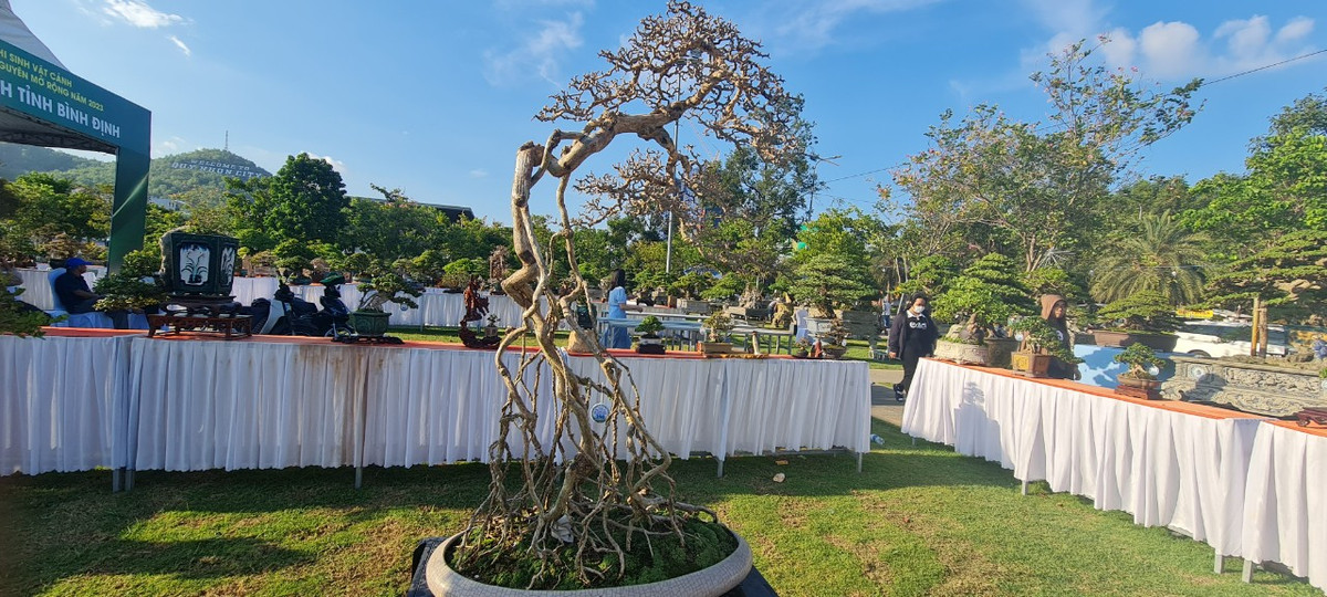 Những nghệ nhân chơi cây cảnh gọi đây là loại cây hóa thạch vì với những cây sam bonsai đẹp phần lõi cứng cáp của cây có thể tạo ra những đường lũa hết sức nghệ thuật và đẹp mắt.