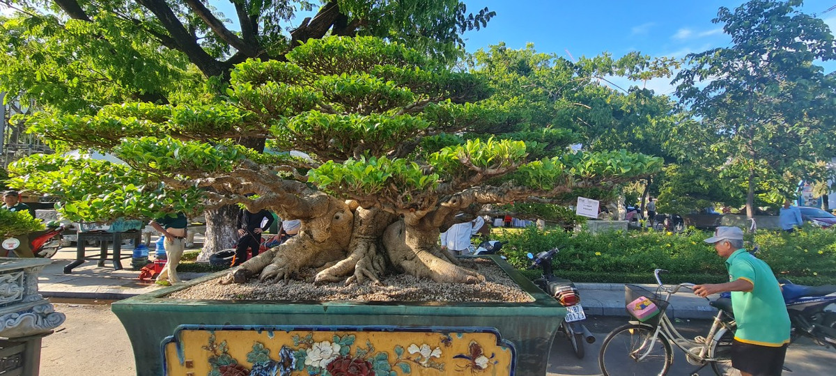 Một gốc si Đài Loan được mang đến Triển lãm và hội thi sinh vật cảnh khu vực miền Trung - Tây Nguyên mở rộng năm 2023 tại Quy Nhơn, Bình Định.