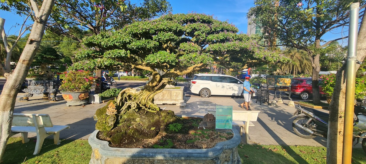 Cây linh sam hay còn được gọi là cây sam núi là loại cây cảnh bonsai được nhiều người yêu thích với giá trị thẩm mỹ và phong thủy cao.