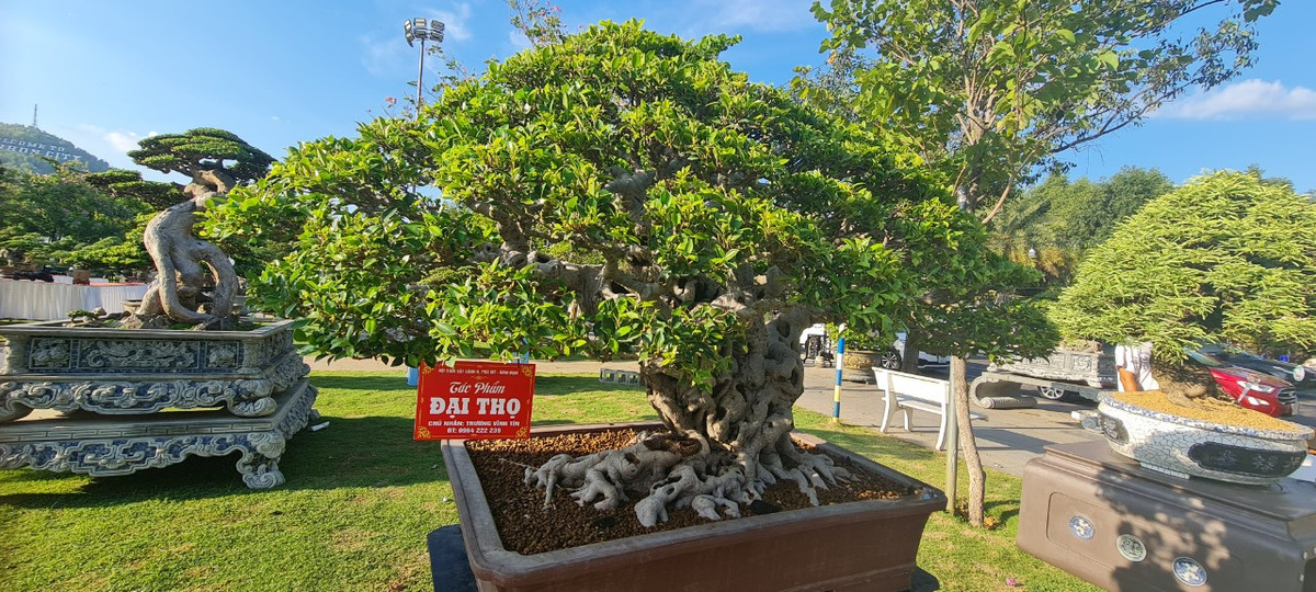 Đó cũng là lý do tuyệt phẩm bon sai này được nhà vườn đặt tên là "Đại thọ".