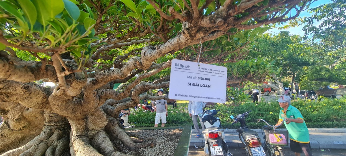 Trong phong thủy, nhóm Tứ linh (đa - sung - sanh - si) còn được gọi là nhóm cát tường. Thân cây cao lớn đại diện cho phúc lộc dồi dào, lá cây xanh tốt, bóng đẹp mọc xum xuê đại diện cho sức sống mãnh liệt.