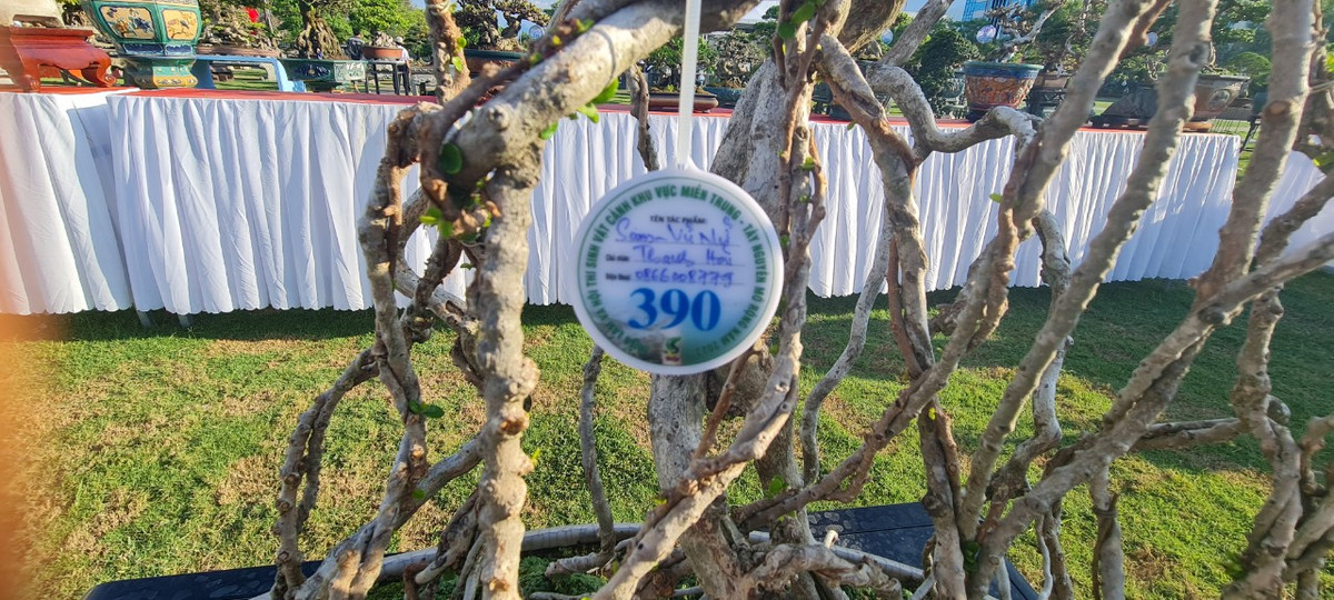 Tác phẩm sam núi bonsai “Vũ nữ chân dài” này là một trong những “siêu cây” thu hút đông đảo người xem tại Triển lãm.