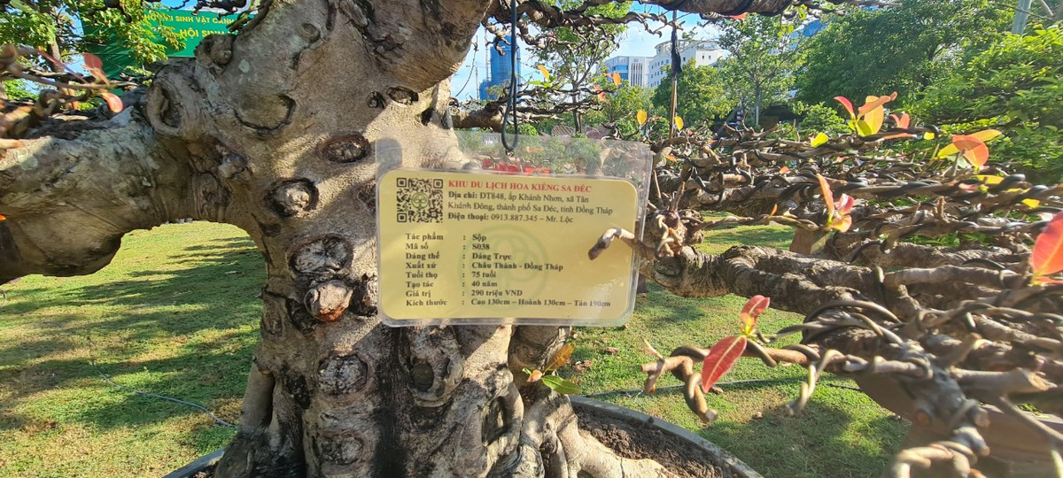 Một gốc sộp bonsai gần trăm tuổi của nhà vườn Đồng Tháp được định giá gần 300 triệu đồng tại Triển lãm.