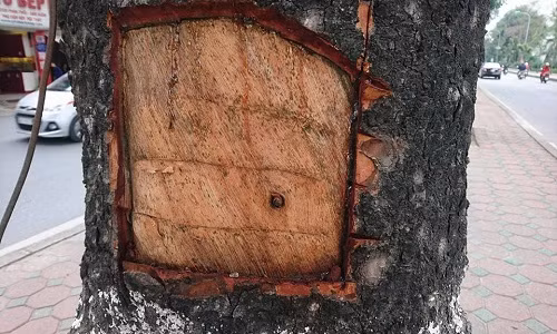 Cu ong lot trom vo cay xa cu phai chiu muc phat nao?