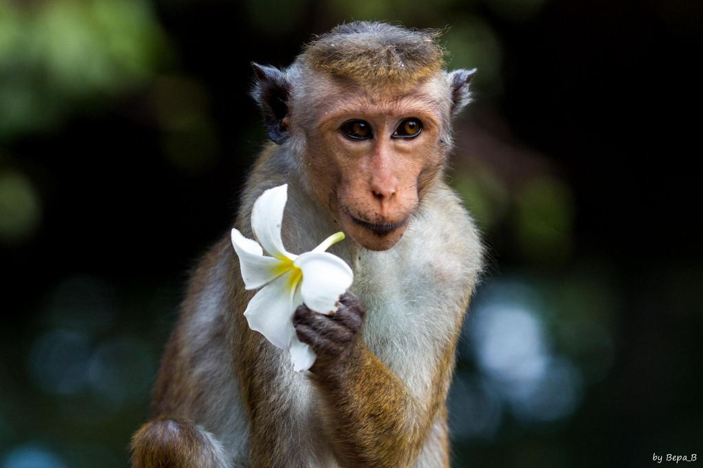 2. Tuổi Thân: Trong 3 tháng trước, thời vận của con giáp Thân bình bình, cuộc sống trong tình trạng ngủ đông, nhiều mong muốn dù rất nỗ lực nhưng chưa thể thực hiện. 