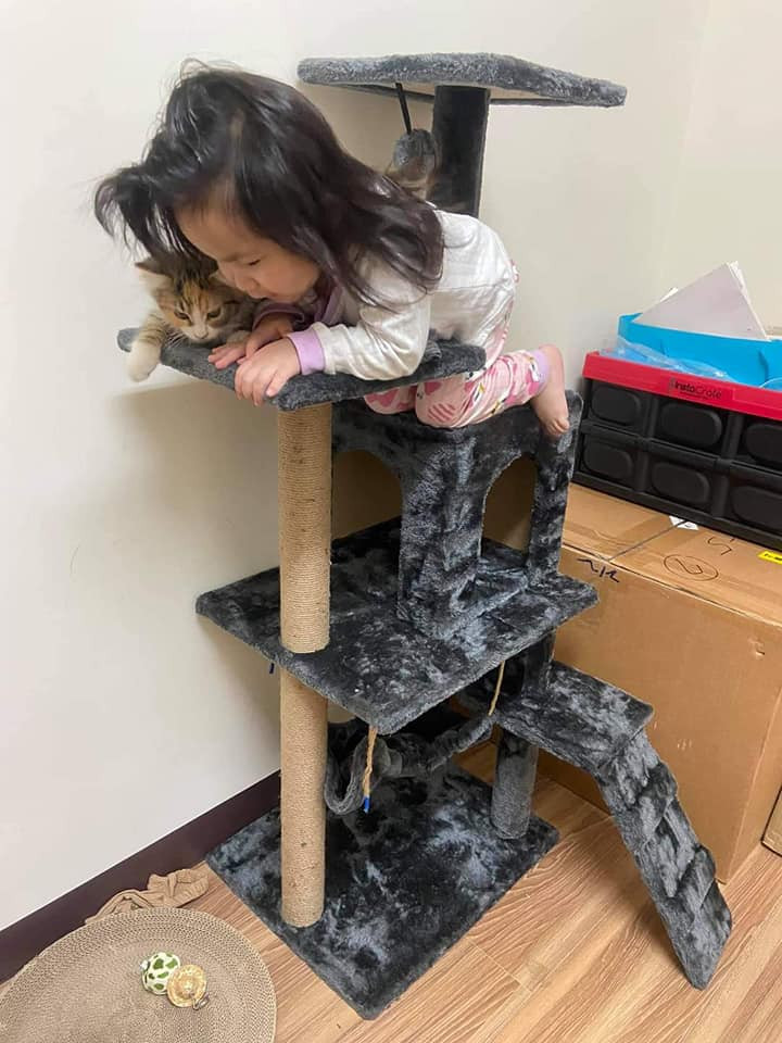 Tranh cả nhà với mèo...