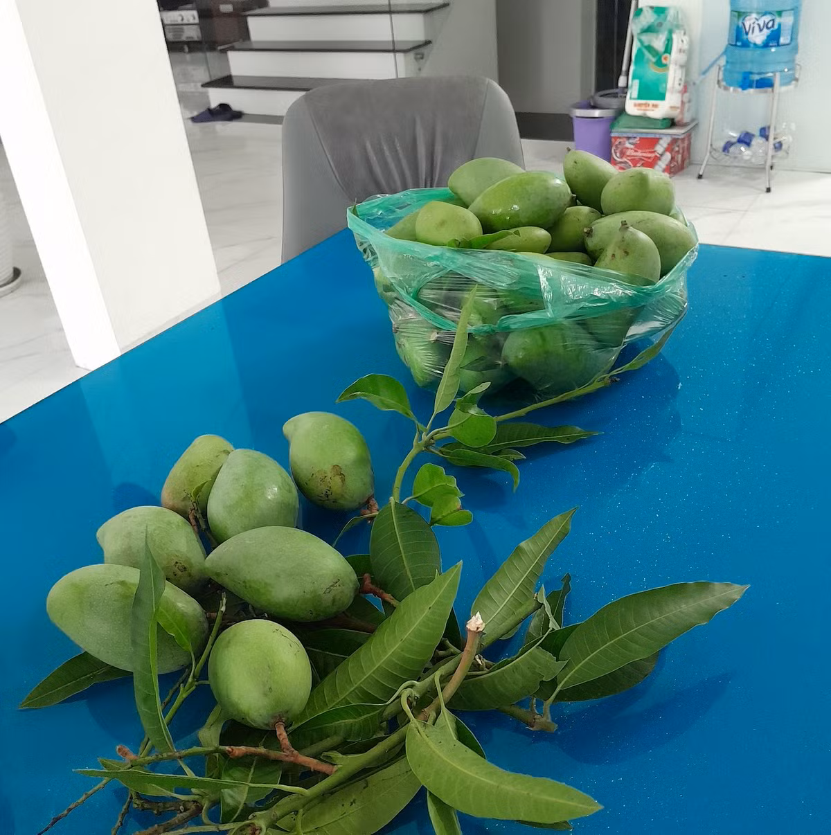 Có những quả xoài rụng nguyên cành lá.