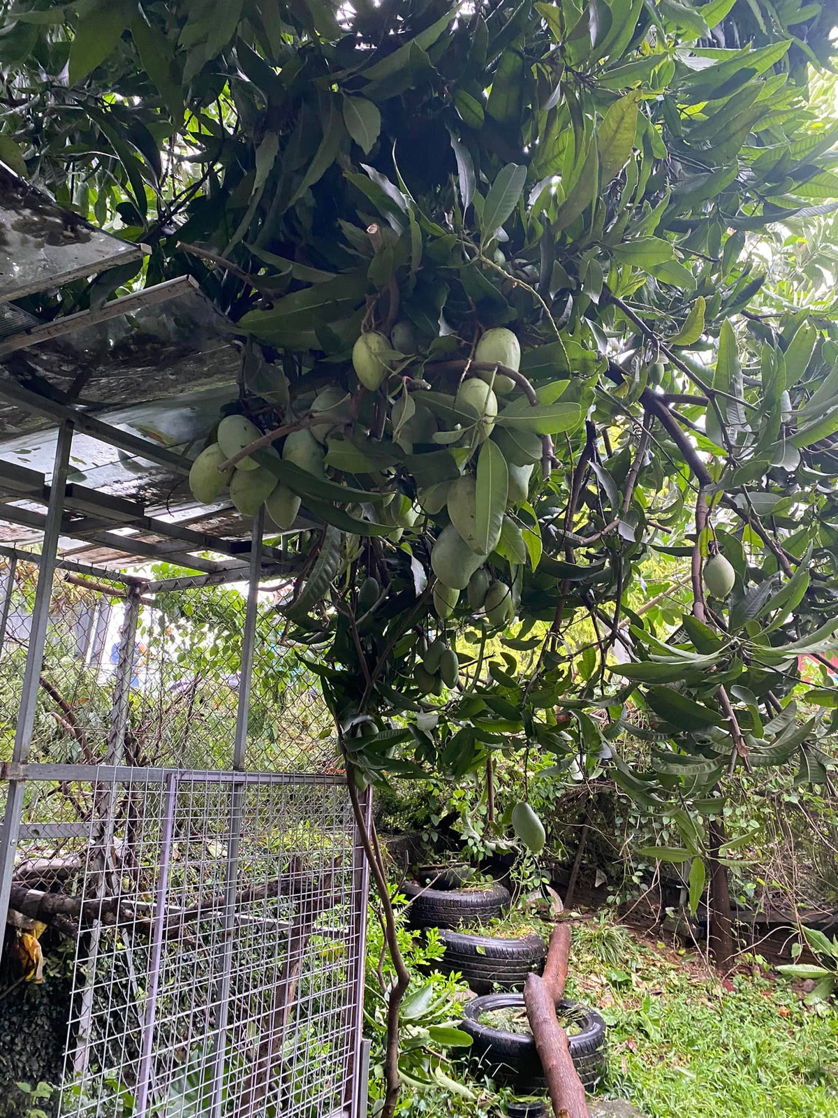 Nhiều người còn đăng lên cả địa chỉ, để mọi người có thể ra nhặt về cho đỡ phí của.