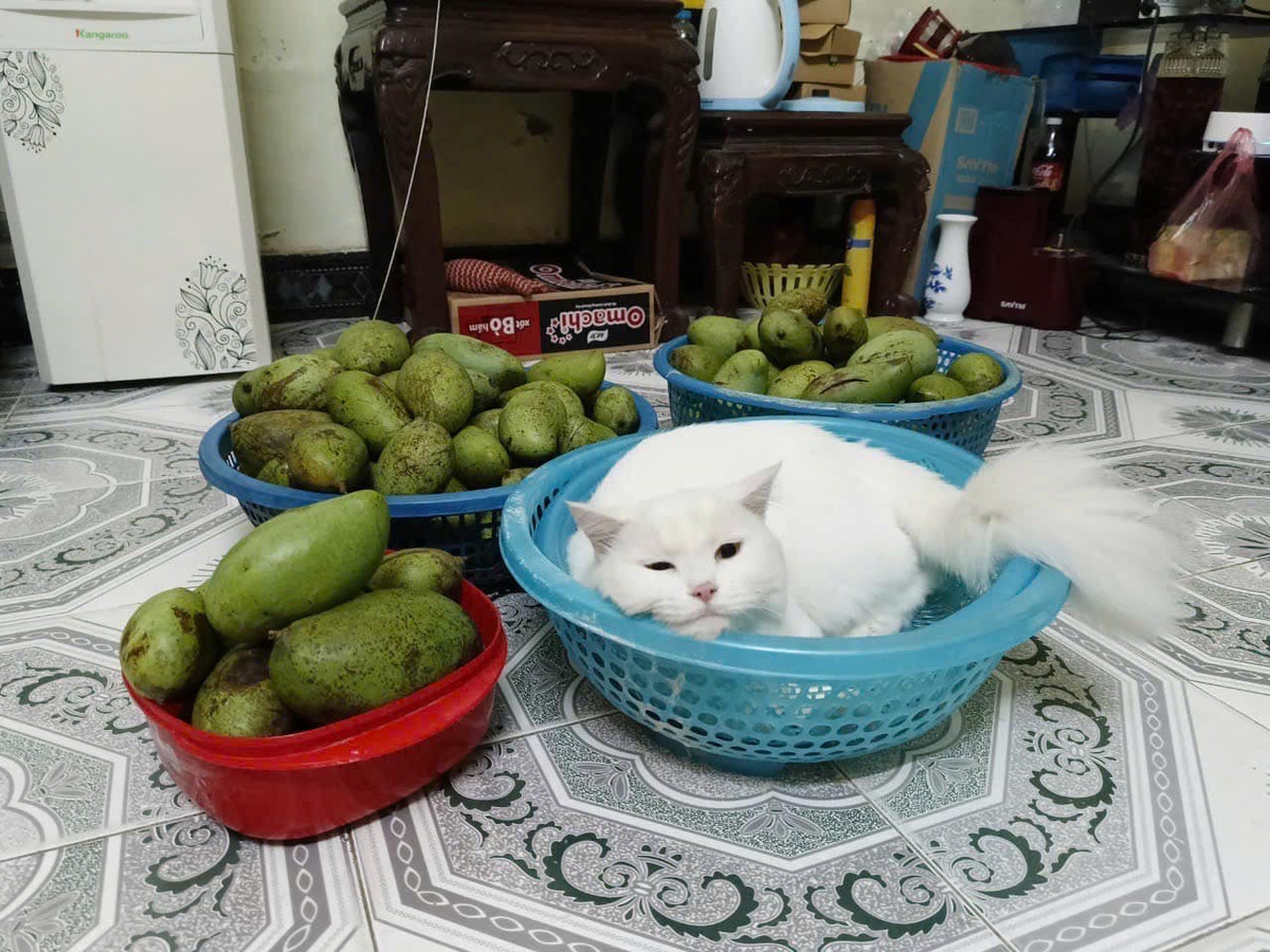 Một tài khoản Facebook còn đăng tải hình ảnh khoe "chiến lợi phẩm", kèm "em đào" là một chú mèo trắng để mời người quen qua lấy xoài về ăn.