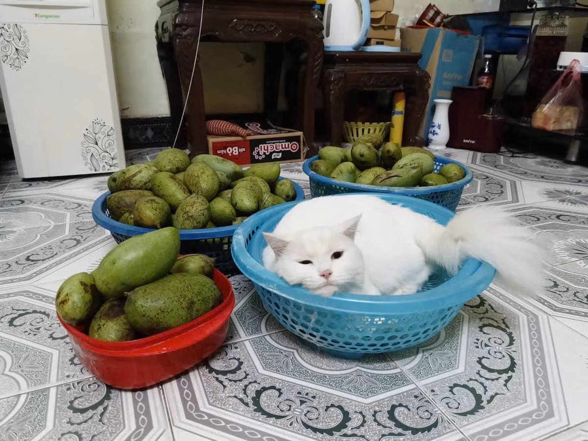 Một tài khoản Facebook còn đăng tải hình ảnh khoe "chiến lợi phẩm", kèm "em đào" là một chú mèo trắng để mời người quen qua lấy xoài về ăn.