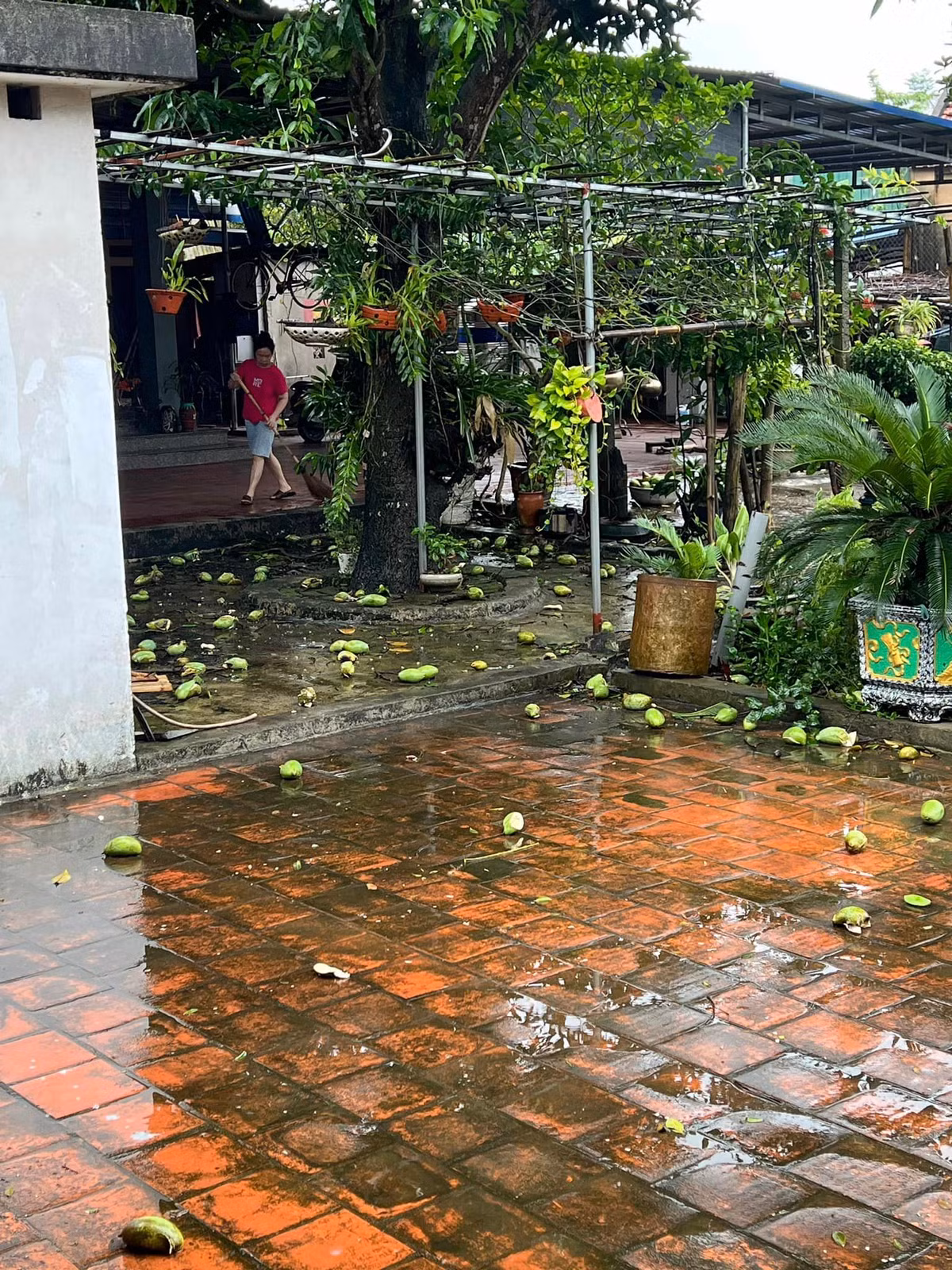 Rất nhiều người đã lên thực đơn các món từ xoài non như gỏi xoài, xoài bóp, canh xoài...