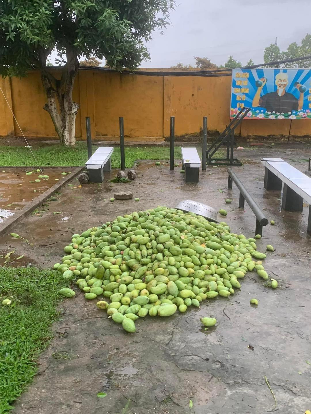 Xoài rụng nhiều đến nỗi tập kết được hẳn một đống lớn.