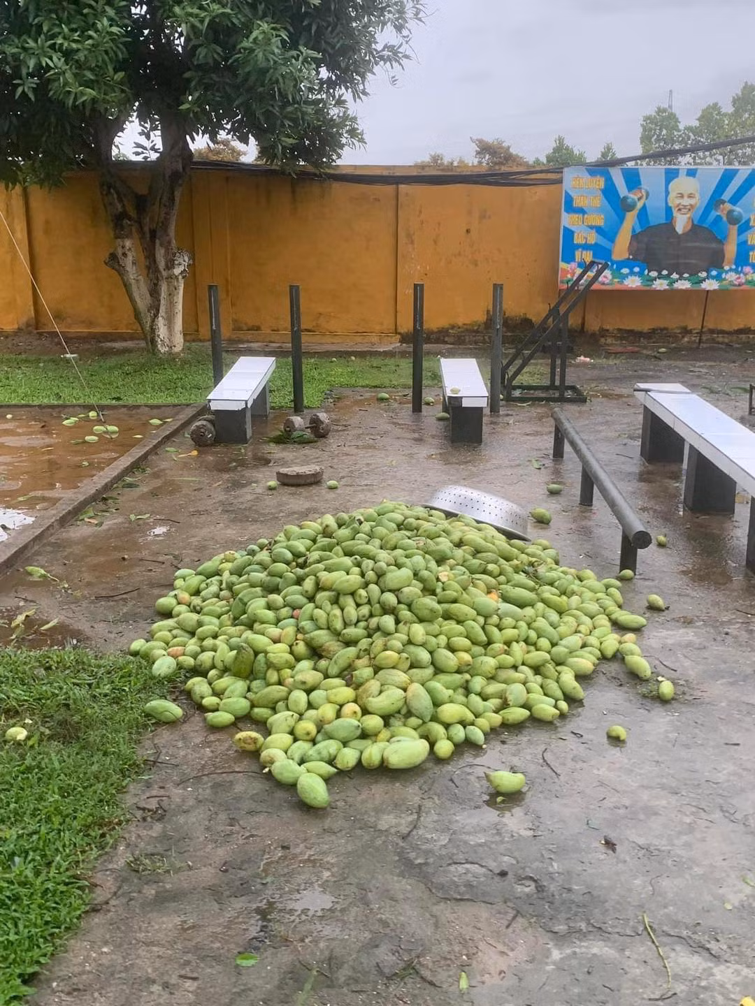 Xoài rụng nhiều đến nỗi tập kết được hẳn một đống lớn.