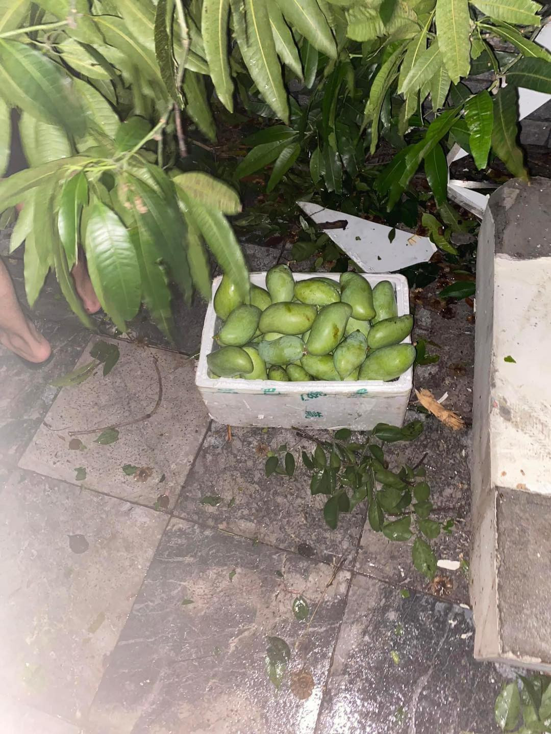 Nhiều người đã tận dụng những vật dụng có thể đựng của nhà như thùng xốp, rổ rá để nhặt xoài.