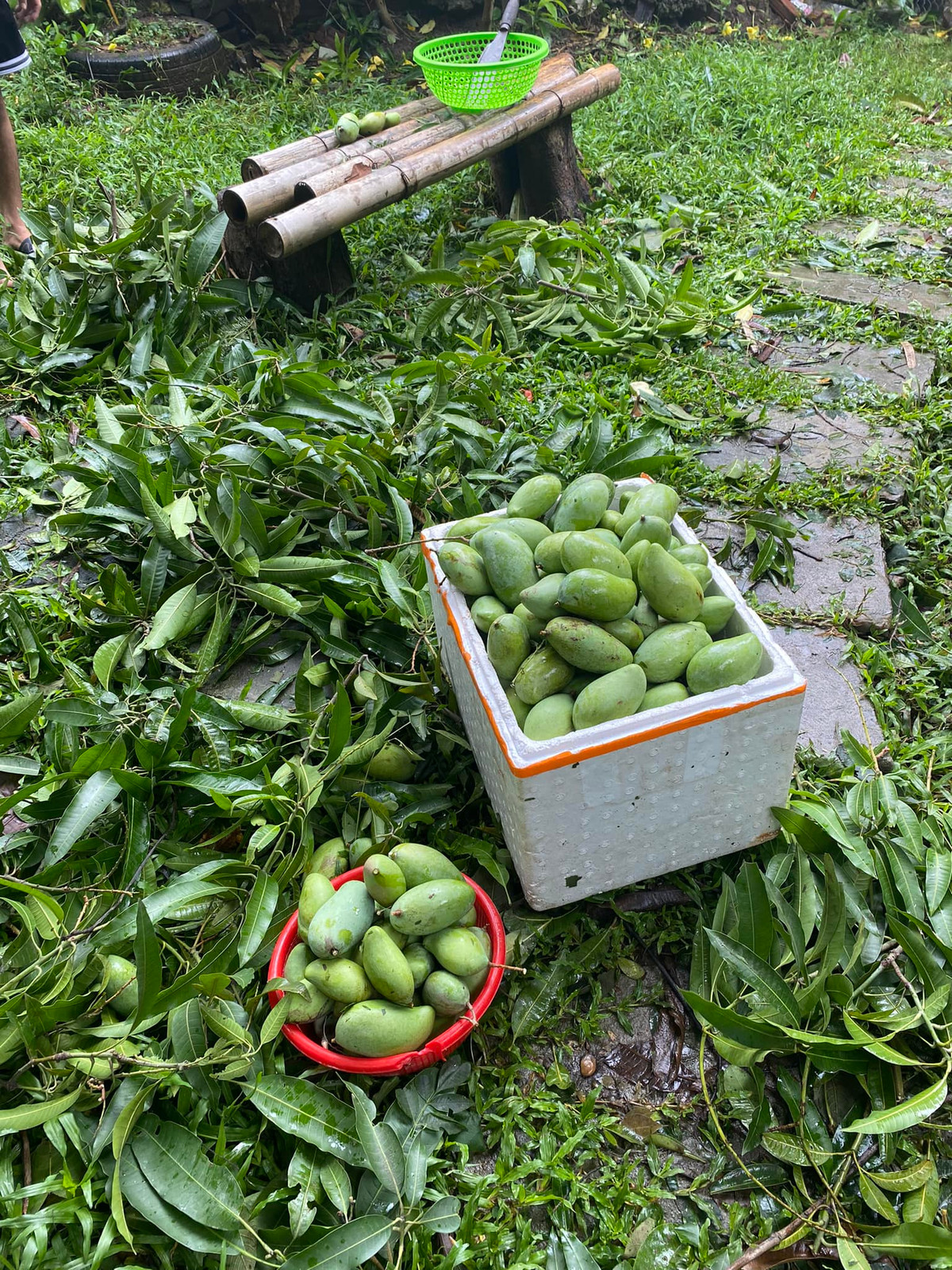 Nhiều nhà vườn trồng xoài thì vì xót của nên nhặt về vừa bán rẻ, vừa cho.