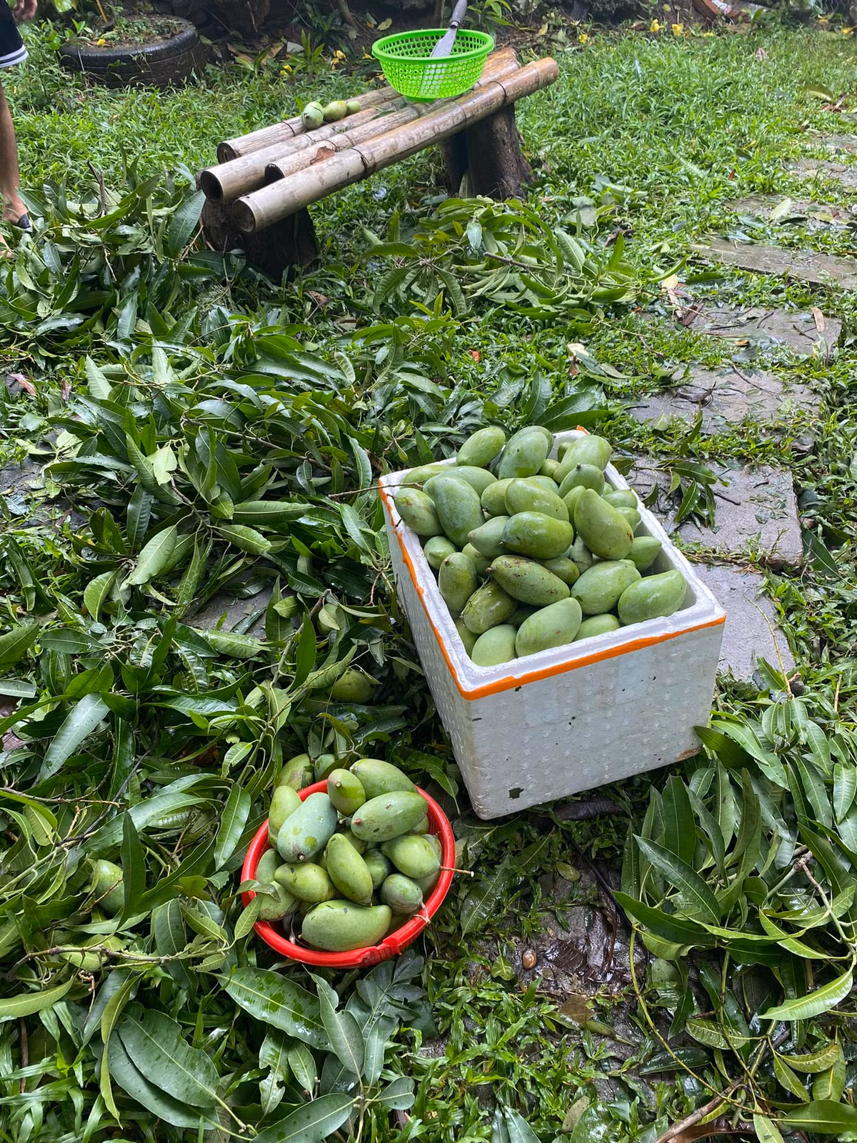 Nhiều nhà vườn trồng xoài thì vì xót của nên nhặt về vừa bán rẻ, vừa cho.