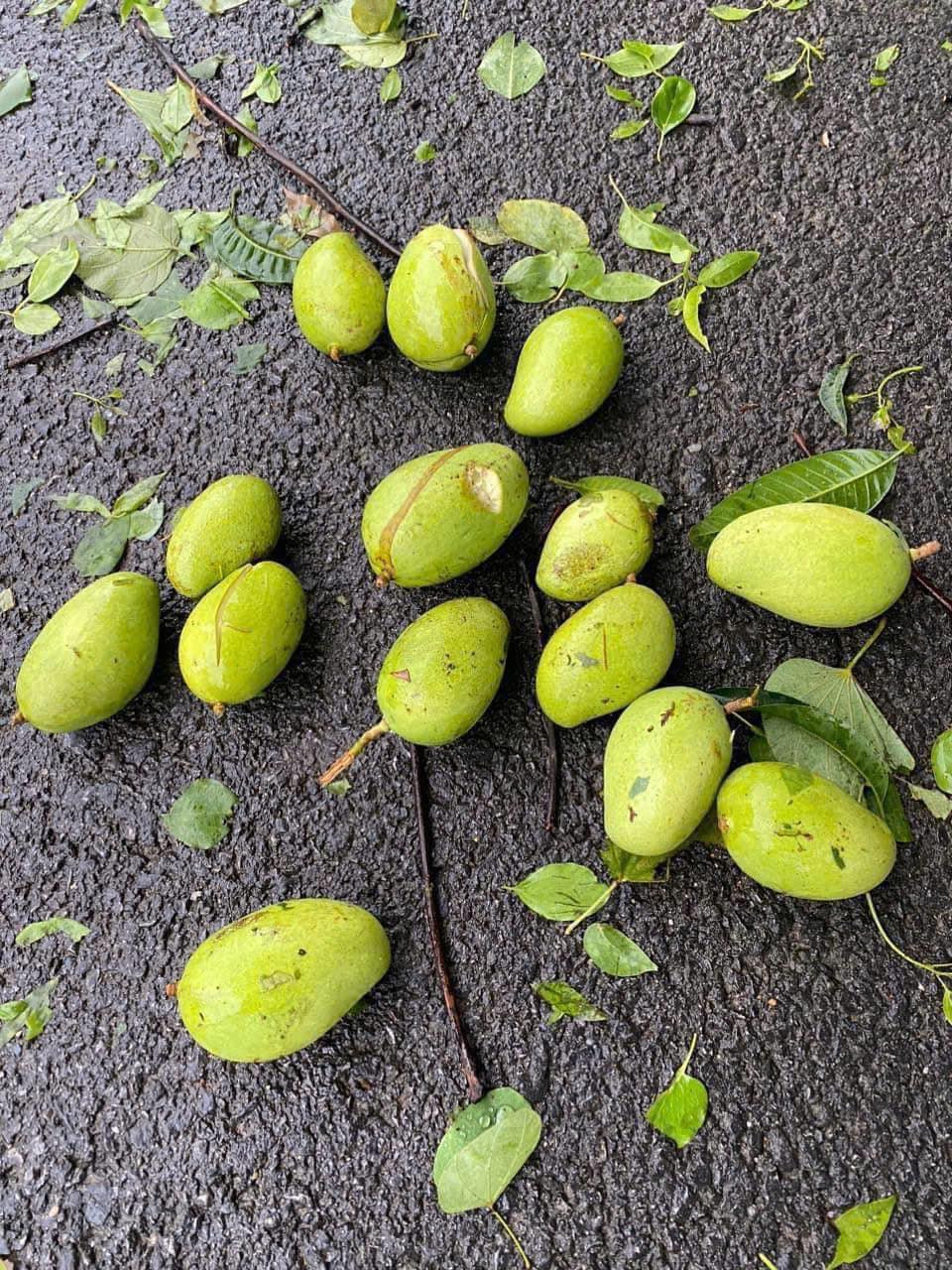 Nếu để đúng thời điểm xoài chín thì phải mất vài tháng nữa.