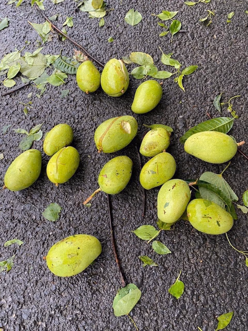 Nếu để đúng thời điểm xoài chín thì phải mất vài tháng nữa.