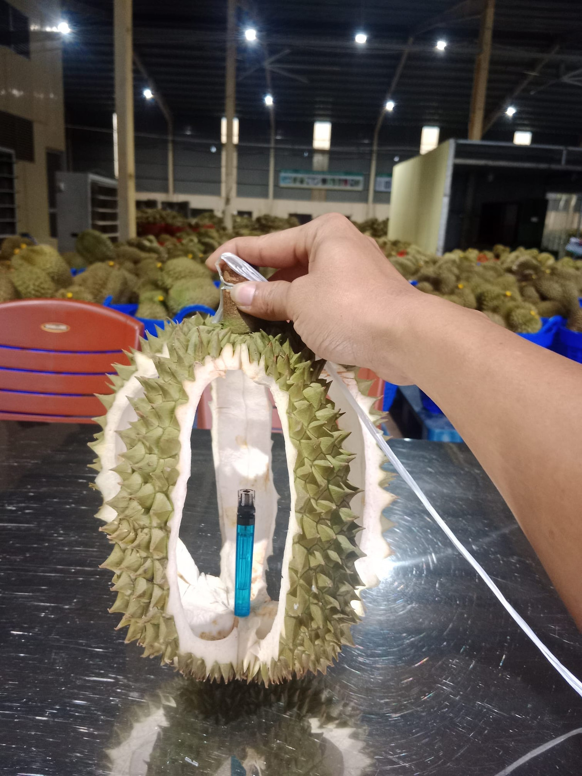 Đèn lồng cây nhà lá vườn.