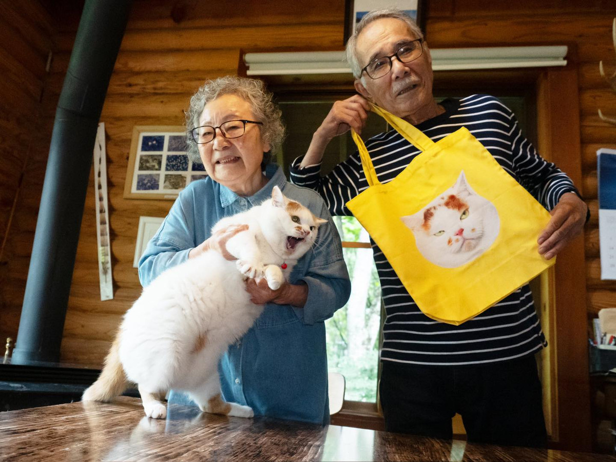 Những bài đăng về chú mèo này trên mạng xã hội đều nhận về lượng tương tác khủng. (Ảnh: Twitter marco74444)