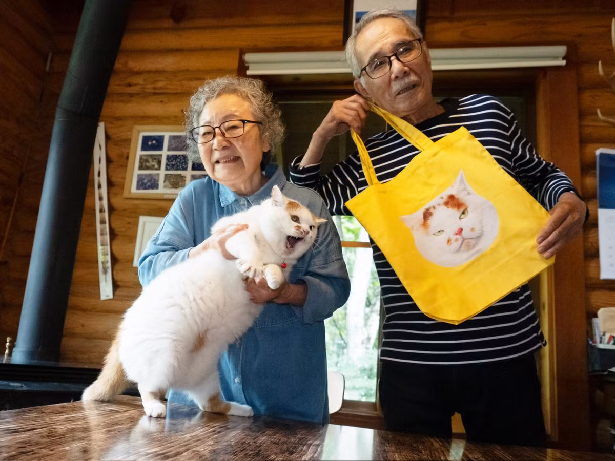 Những bài đăng về chú mèo này trên mạng xã hội đều nhận về lượng tương tác khủng. (Ảnh: Twitter marco74444)