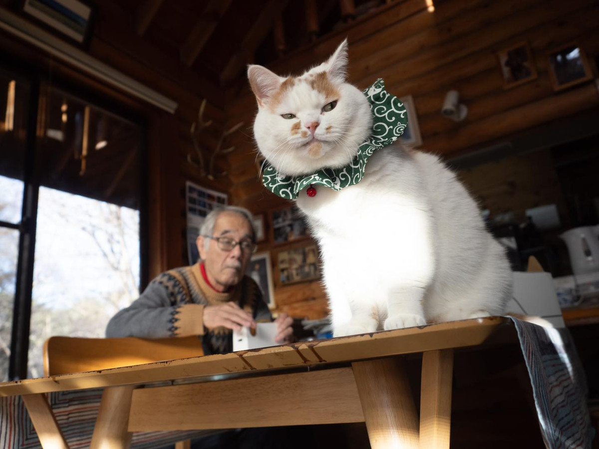 "Nhìn mặt nó láo chưa kìa", "Các cụ dạy tâm sinh tướng cấm có sai, tướng này là tướng cướp rồi", "Ê cái hoa văn trên cái khăn cổ của nó hay thấy trên khăn của mấy thằng trộm lắm, ông bà tinh tế quá nè" - netizen bình luận dưới những bức ảnh của chú mèo béo.
