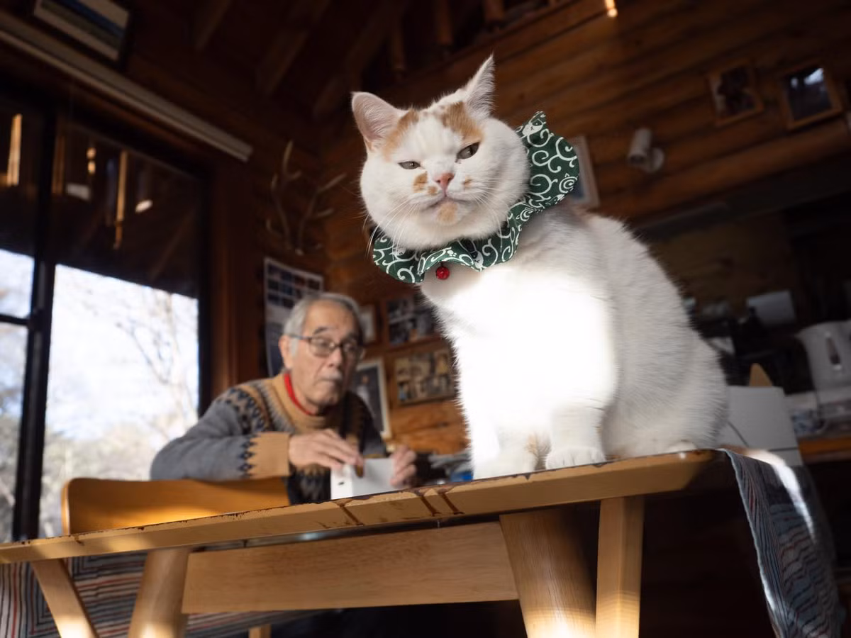 "Nhìn mặt nó láo chưa kìa", "Các cụ dạy tâm sinh tướng cấm có sai, tướng này là tướng cướp rồi", "Ê cái hoa văn trên cái khăn cổ của nó hay thấy trên khăn của mấy thằng trộm lắm, ông bà tinh tế quá nè" - netizen bình luận dưới những bức ảnh của chú mèo béo.