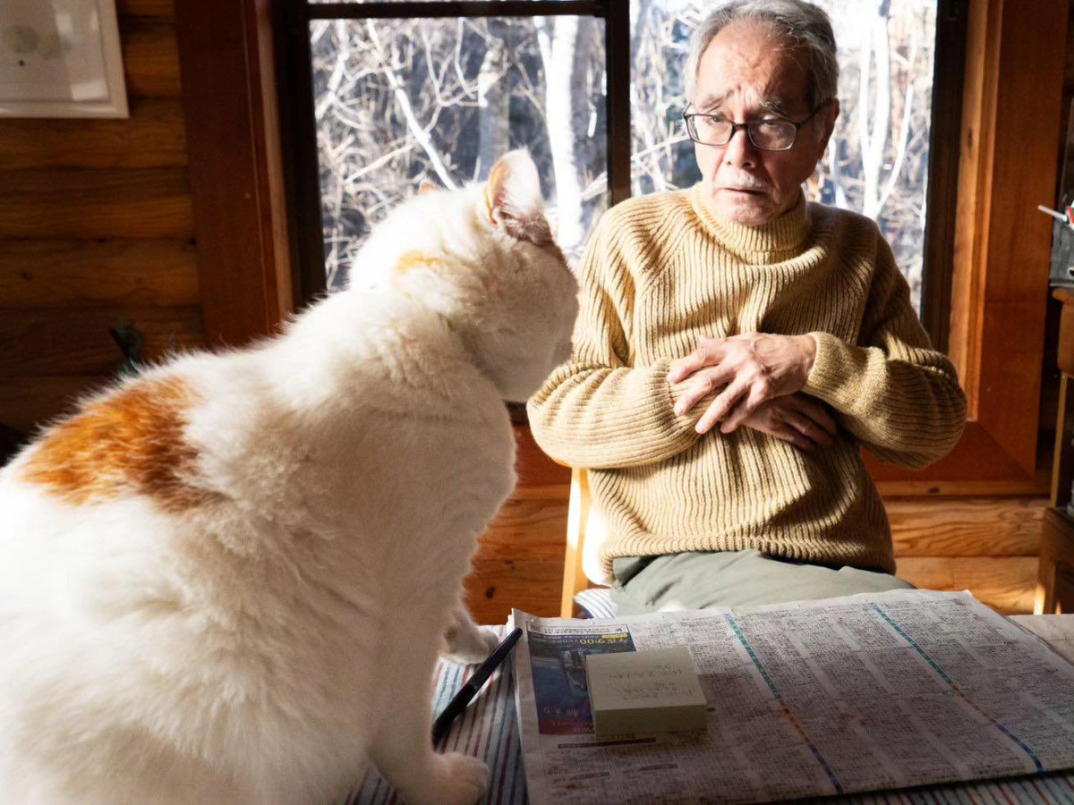 Loạt ảnh chú mèo hổ báo và ông lão sợ hãi khoanh tay khiến nhiều người không khỏi bật cười.