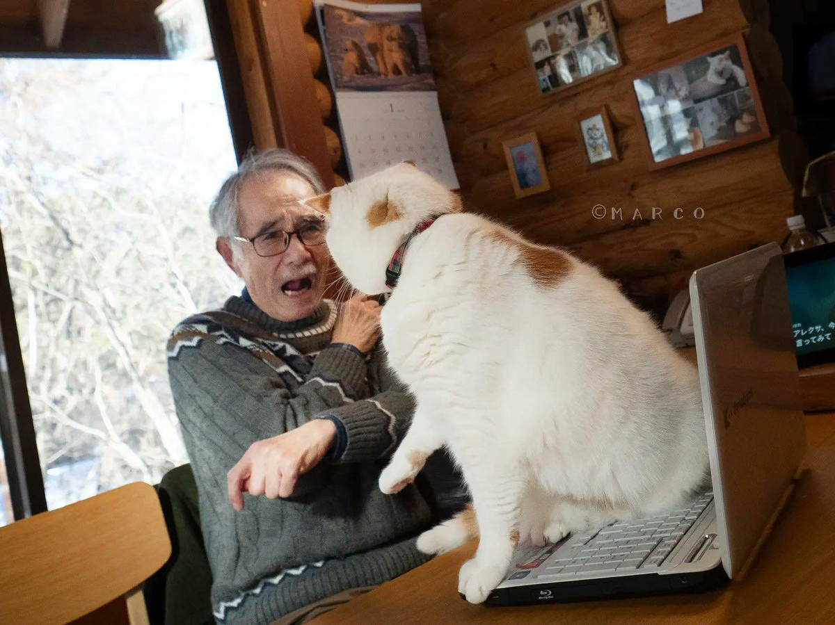 Được biết, chú mèo này được vợ chồng ông lão nhận nuôi, cùng với một số chú mèo khác. Tuy nhiên chú ta lại có thái độ vô cùng "lồi lõm" với ông lão.