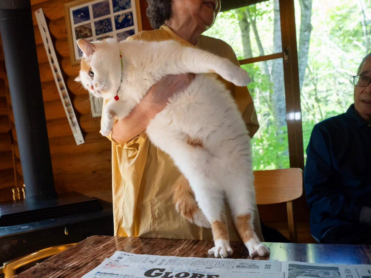 Tuy nhiên, trái ngược với thái độ "lồi lõm" với ông lão, chú mèo này lại quy thuận, vô cùng ngoan ngoãn khi chơi cùng bà lão.